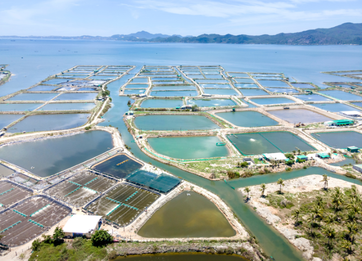 Marine and fisheries products